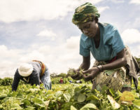 FAO. UNE ALIMENTATION SAINE NE  DOIT PAS ÊTRE UN LUXE POUR LES AFRICAINS