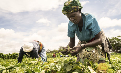 FAO. UNE ALIMENTATION SAINE NE  DOIT PAS ÊTRE UN LUXE POUR LES AFRICAINS