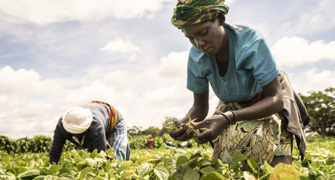 FAO. UNE ALIMENTATION SAINE NE  DOIT PAS ÊTRE UN LUXE POUR LES AFRICAINS