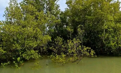 RESTAURATION DES MANGROVES DE MADAGASCAR: La Fondation Coca-Cola soutient l’ONG Blue Ventures